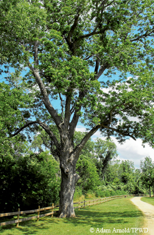 La Bahia Pecan